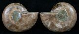 Small Desmoceras Ammonite Pair - #5943-2